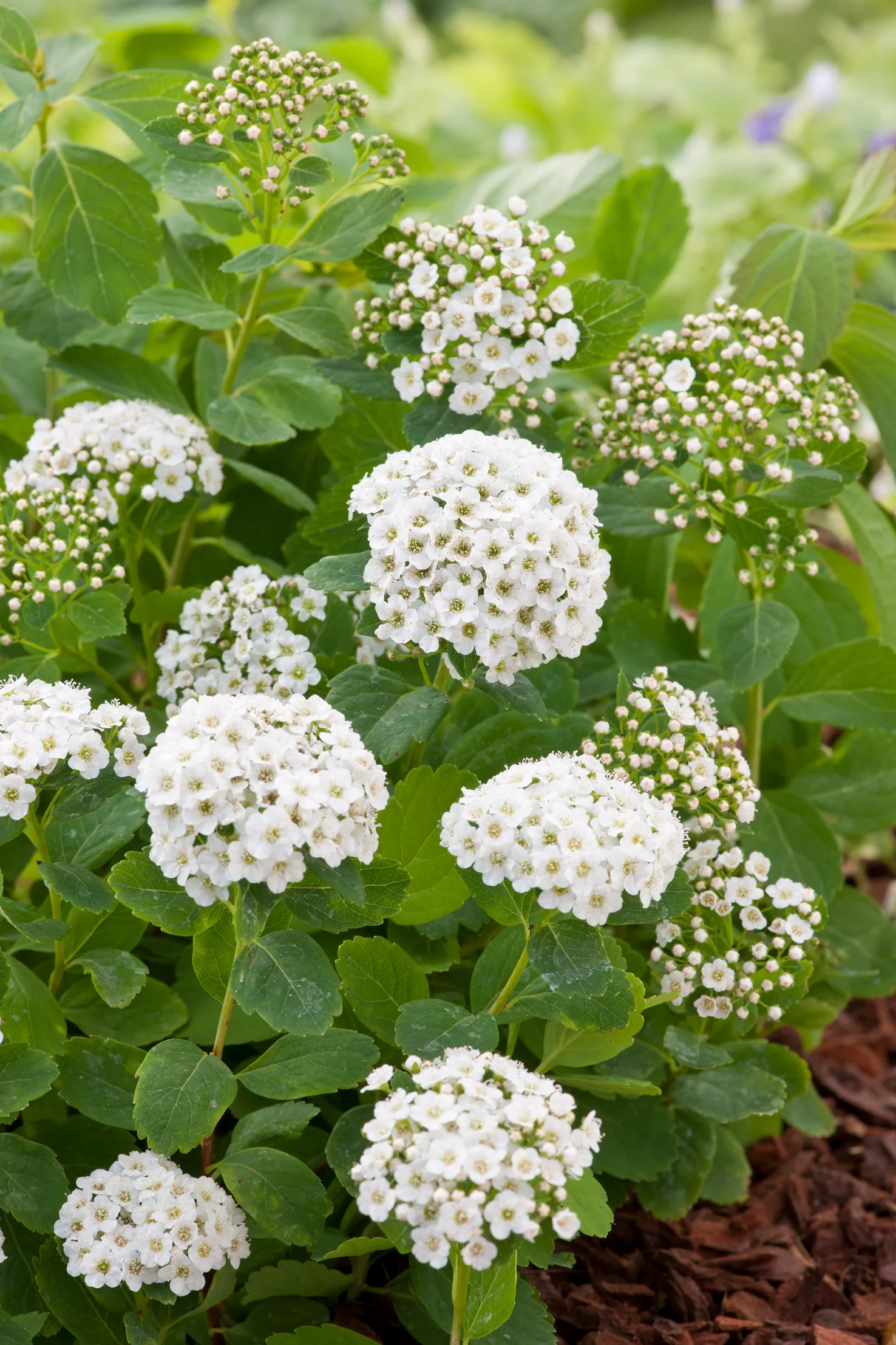 Miniatyrbild 2