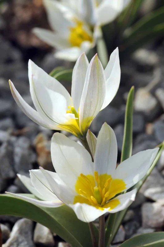 Miniatyrbild 2