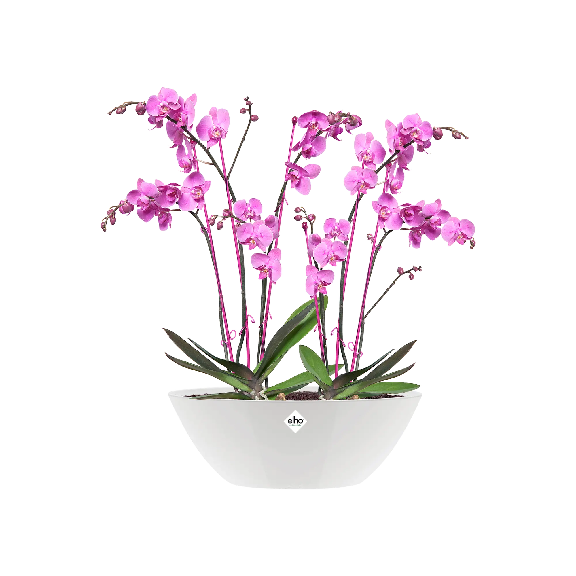 Miniatyrbild 3