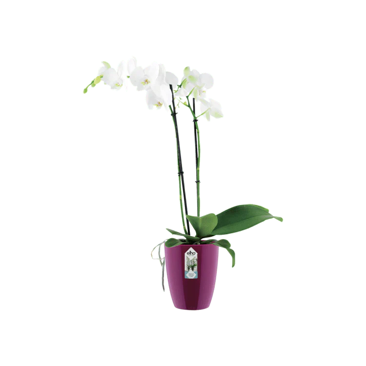 Miniatyrbild 2