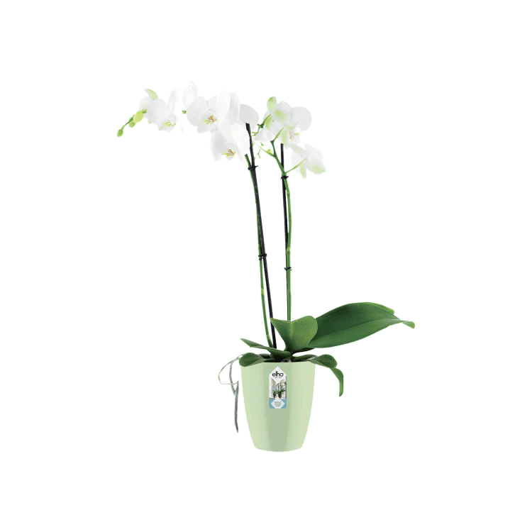 Miniatyrbild 2