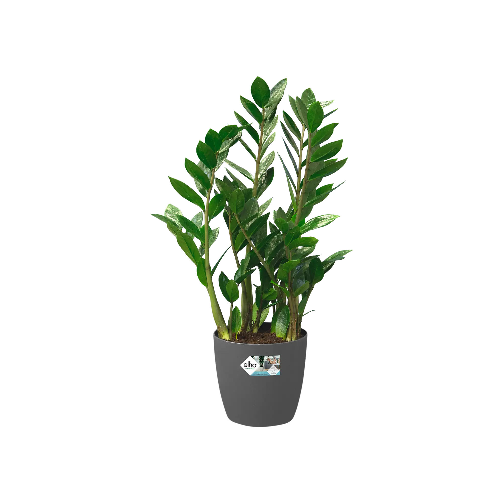 Miniatyrbild 5