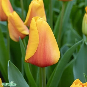 Miniatyrbild 3