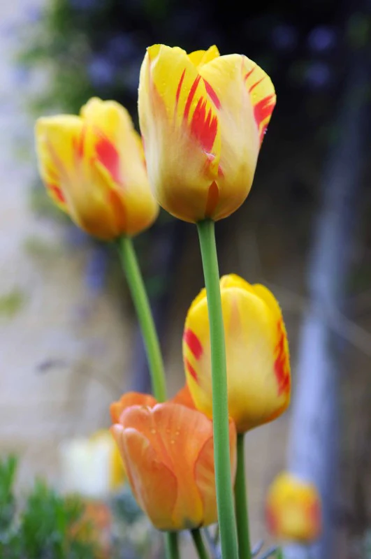 Miniatyrbild 1