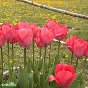 Miniatyrbild 2