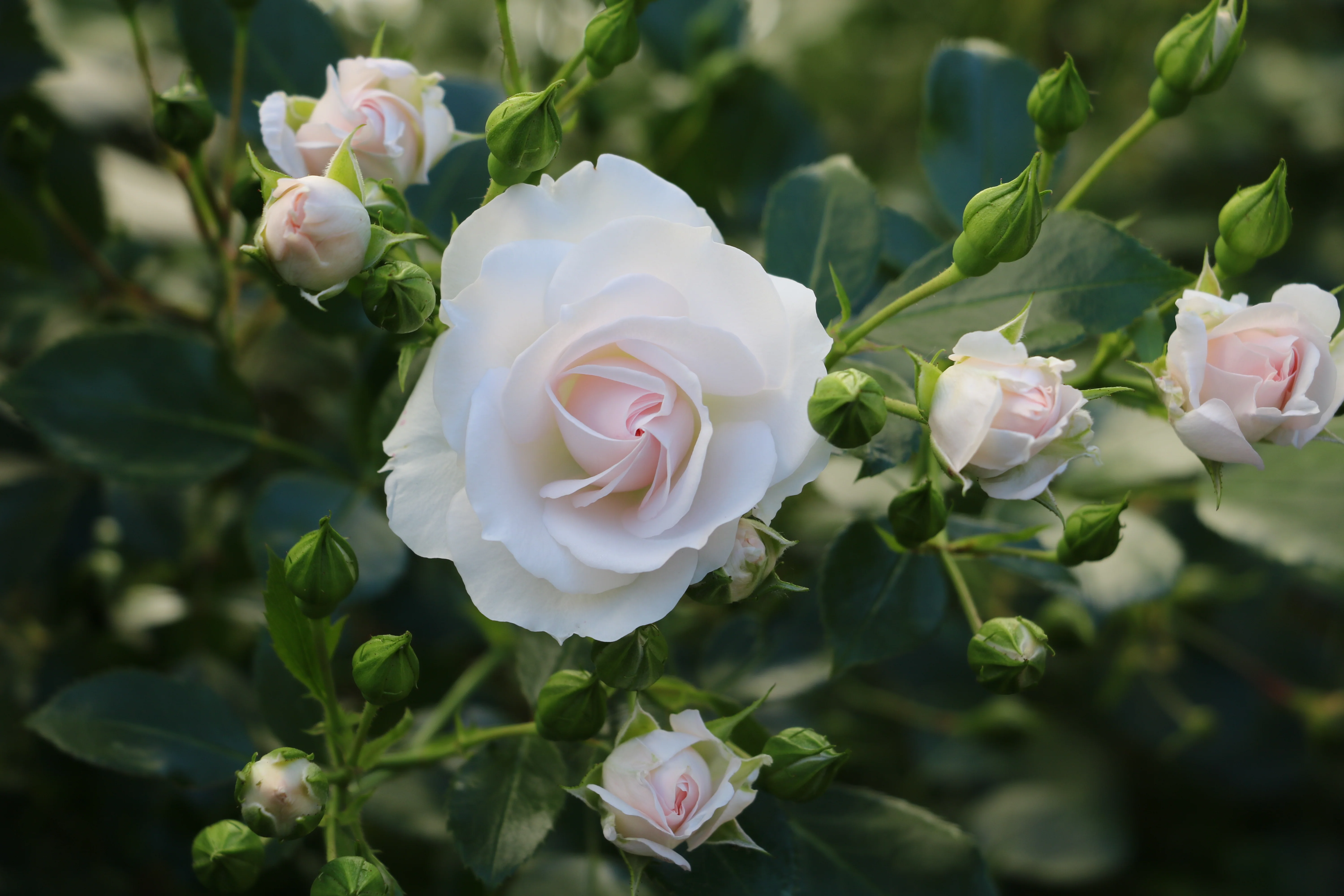 Miniatyrbild 6