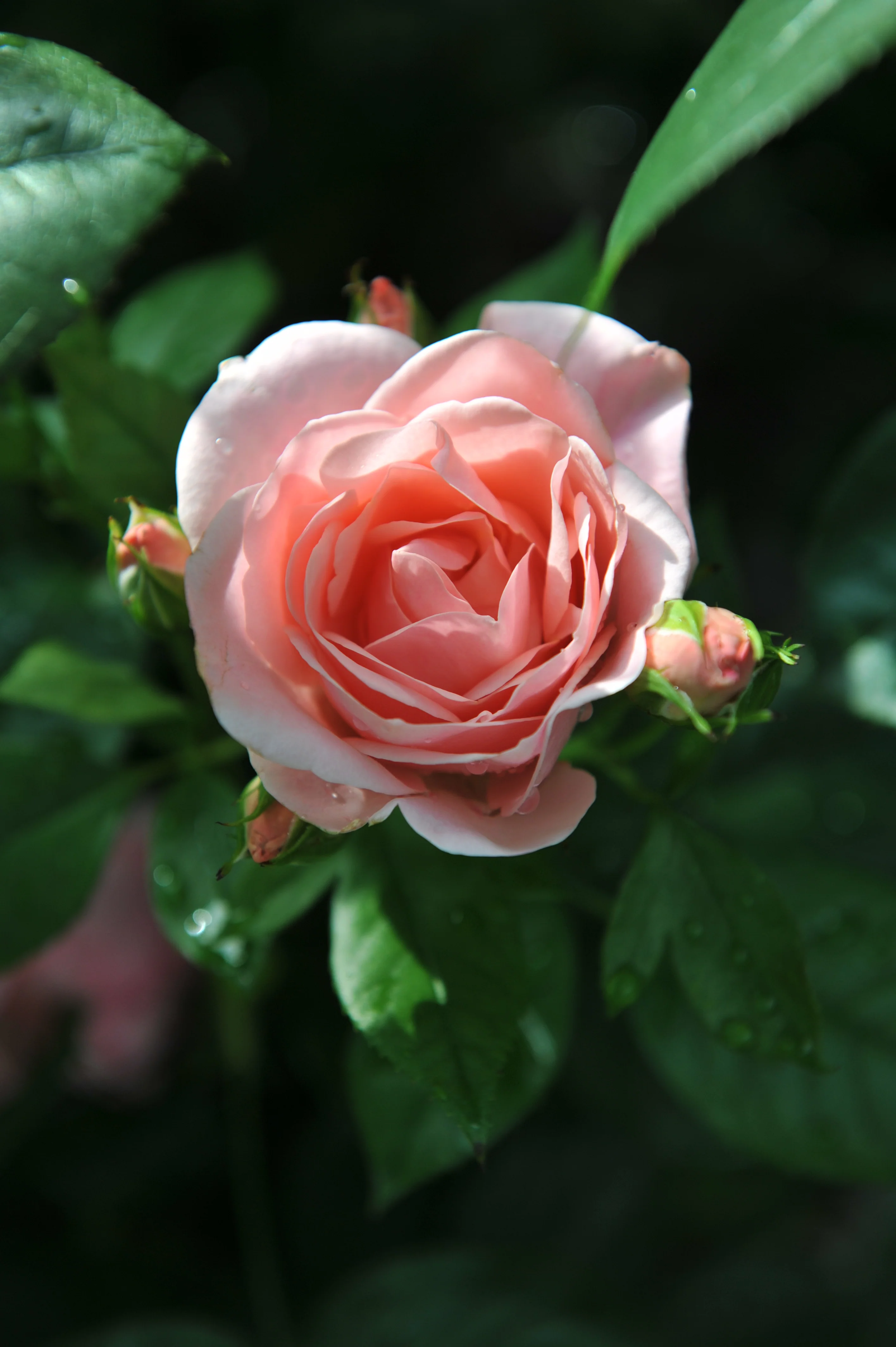 Miniatyrbild 5