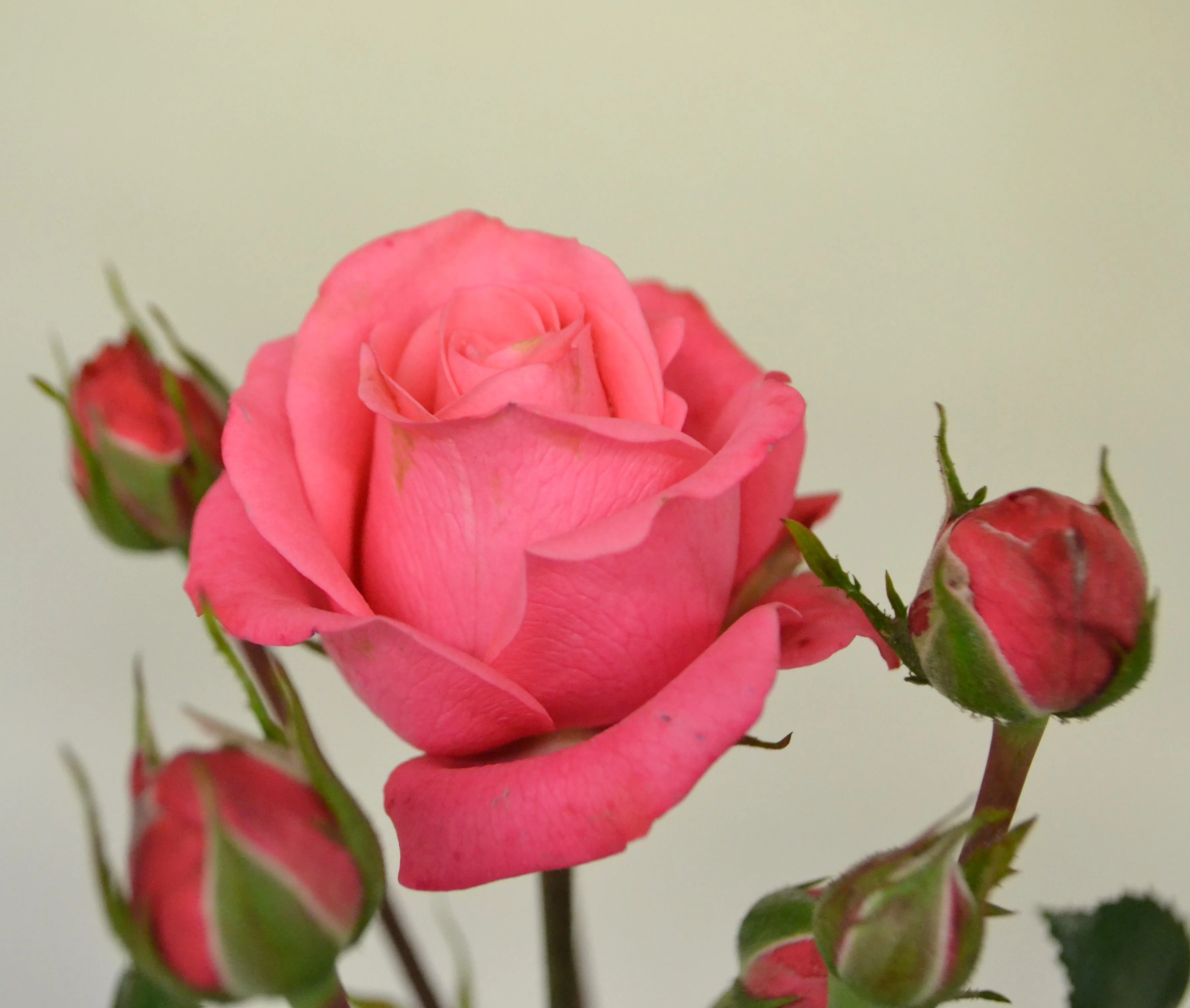 Miniatyrbild 5