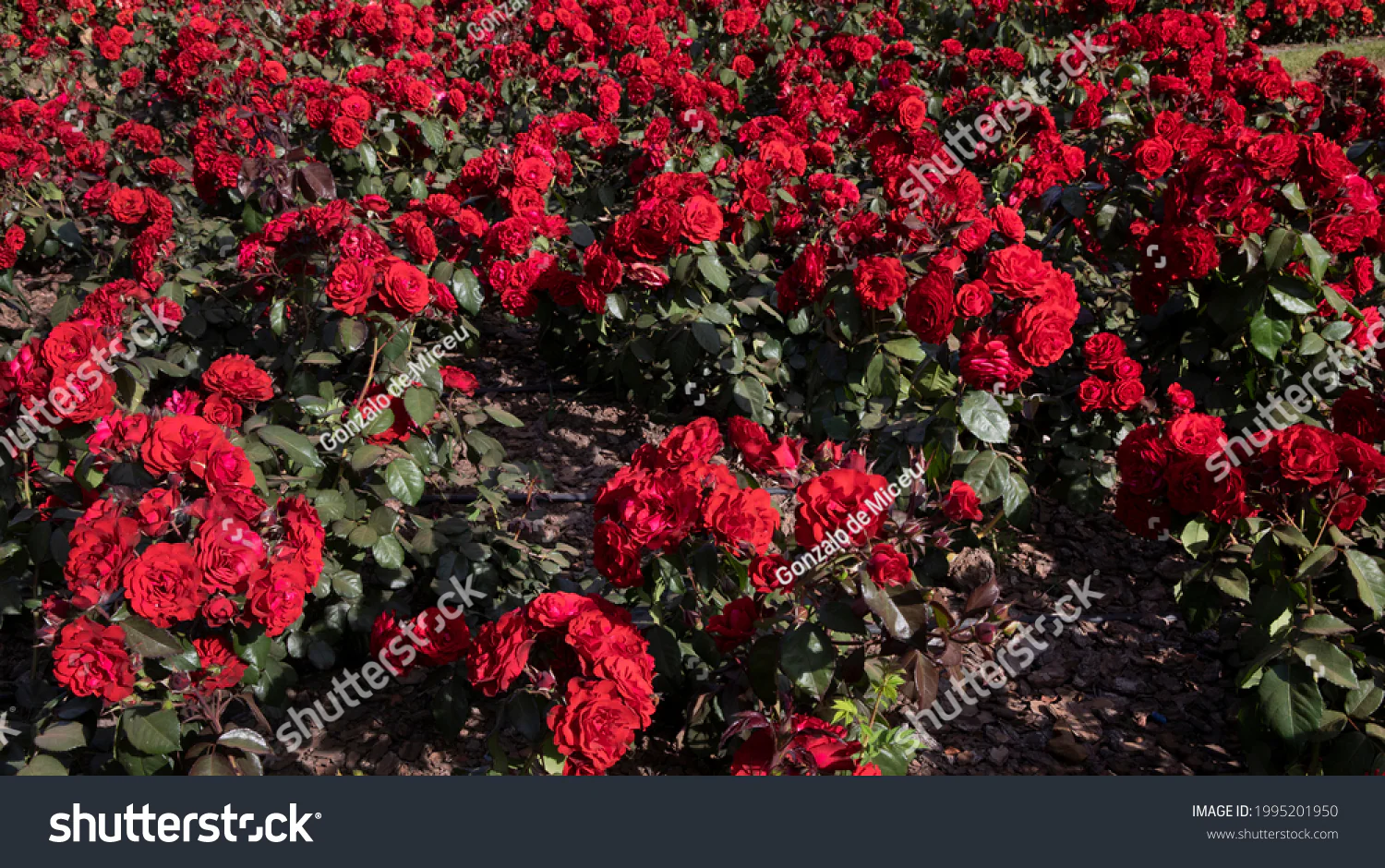 Miniatyrbild 2