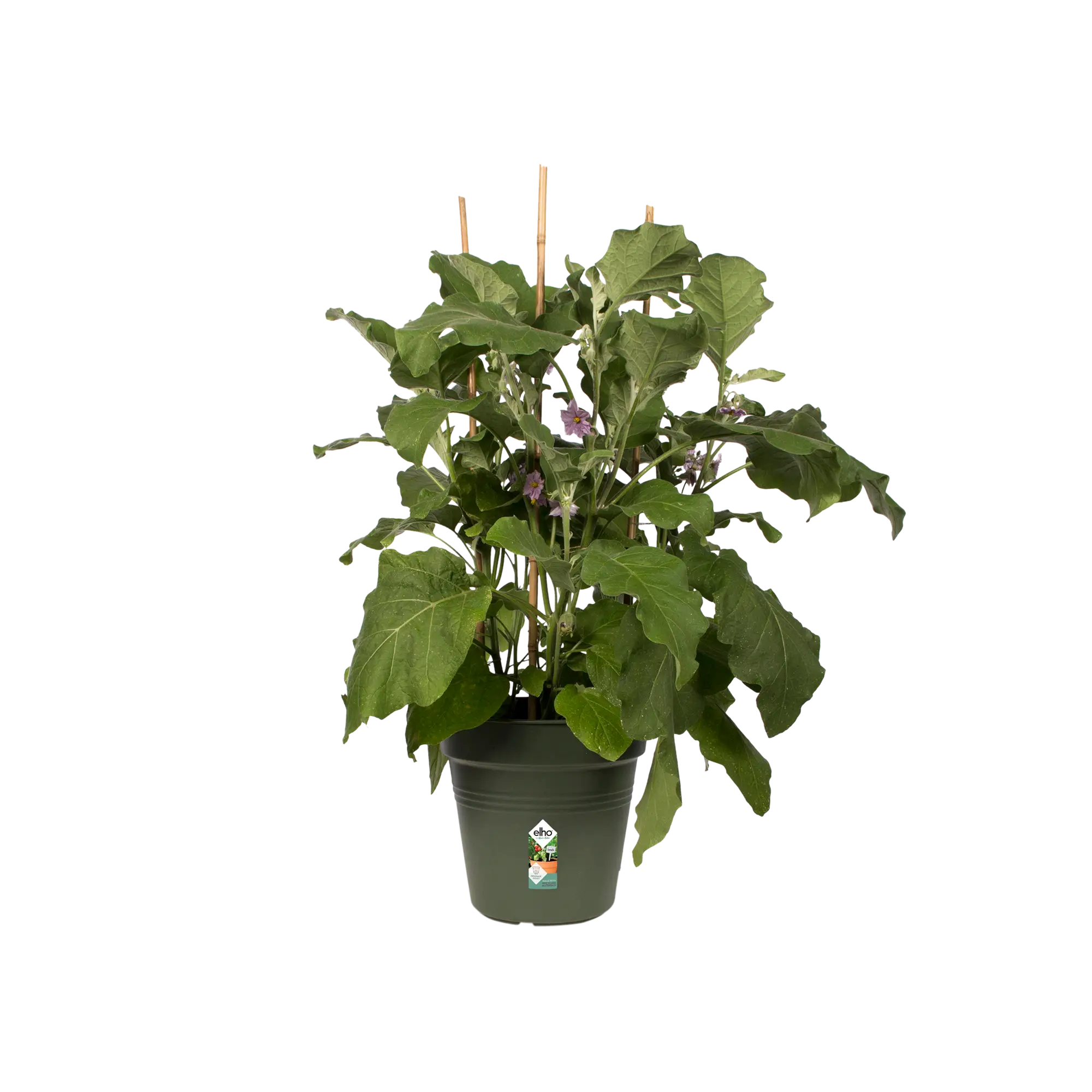 Miniatyrbild 4