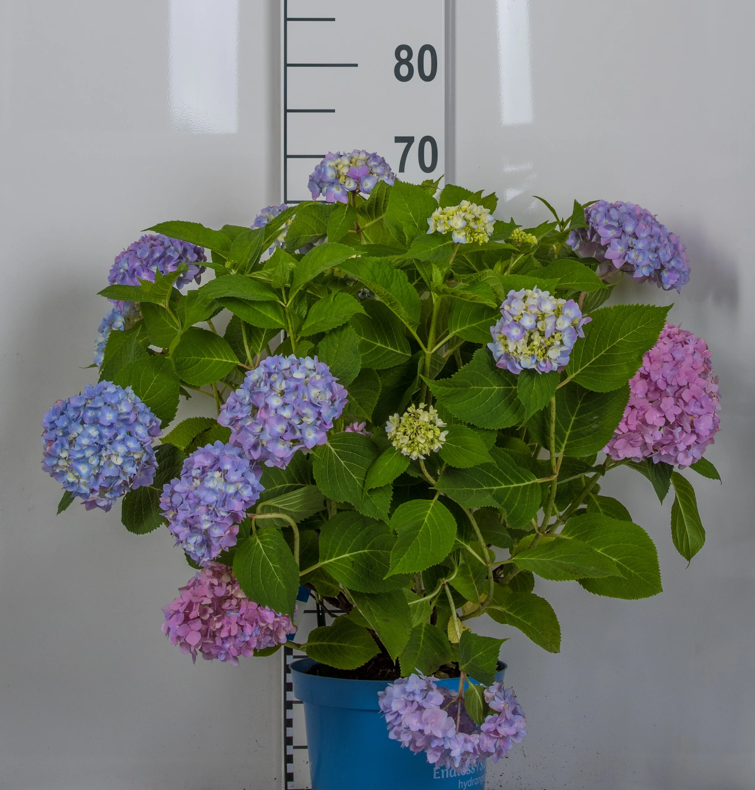 Miniatyrbild 6