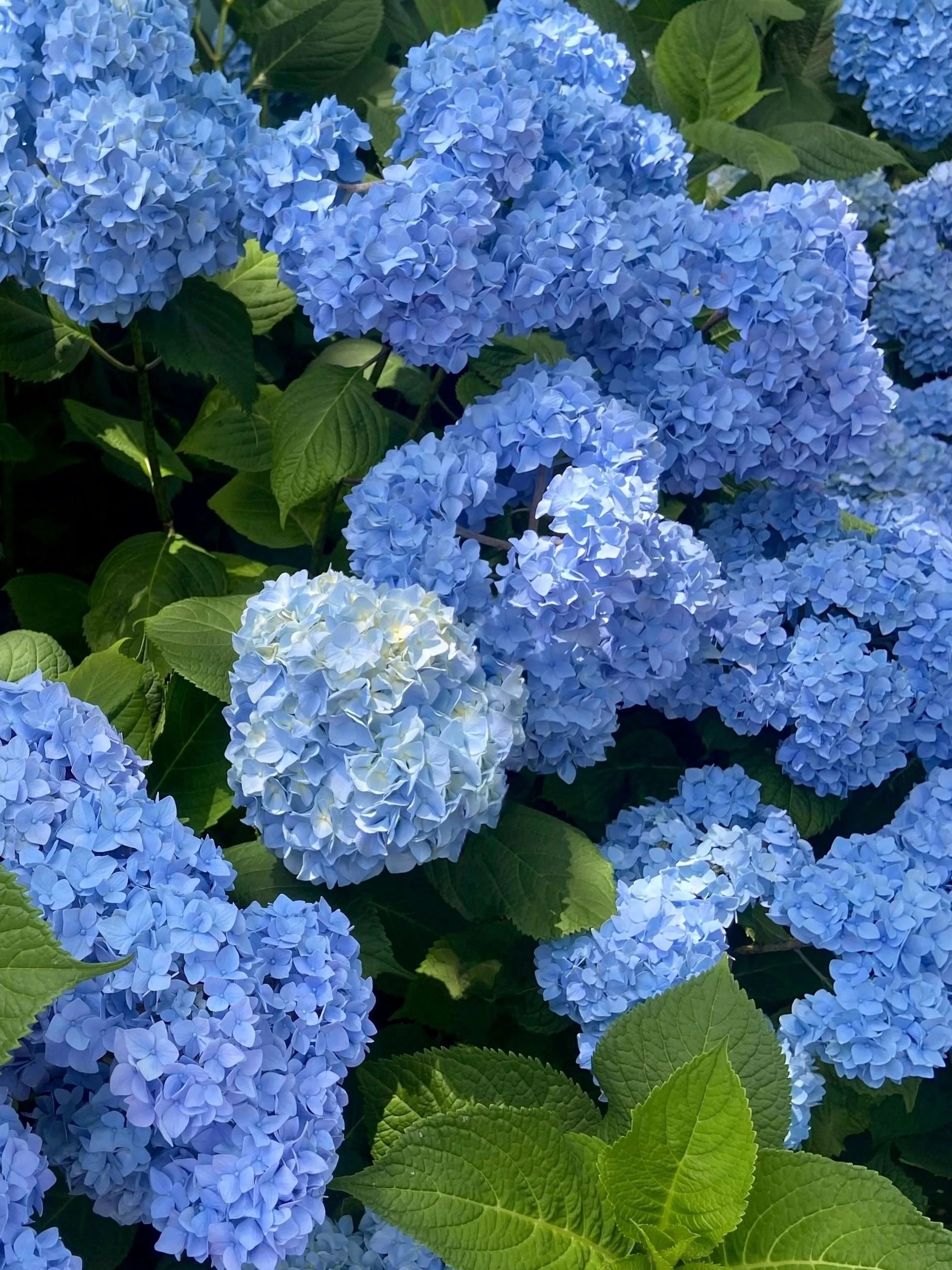 Miniatyrbild 7