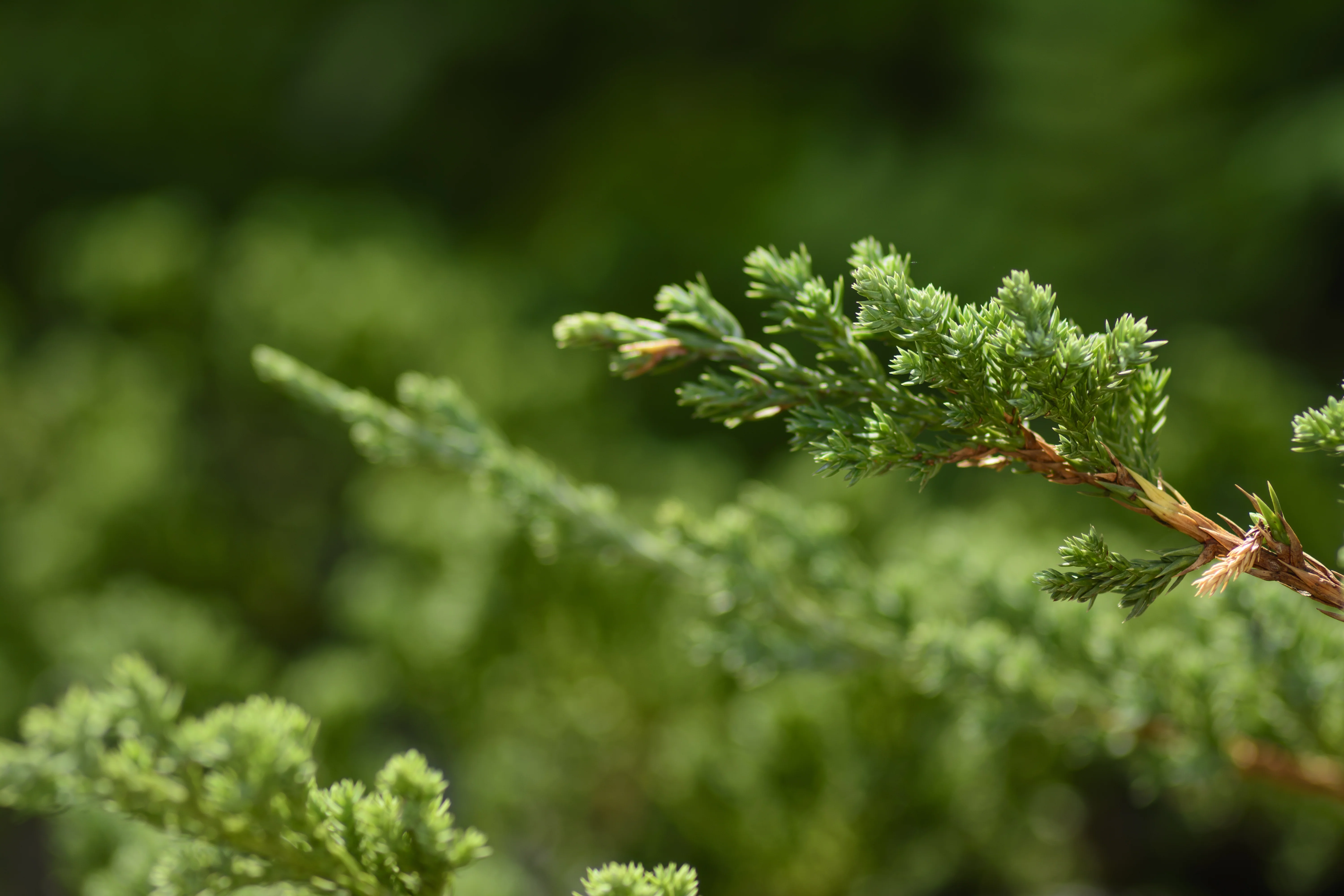 Miniatyrbild 4