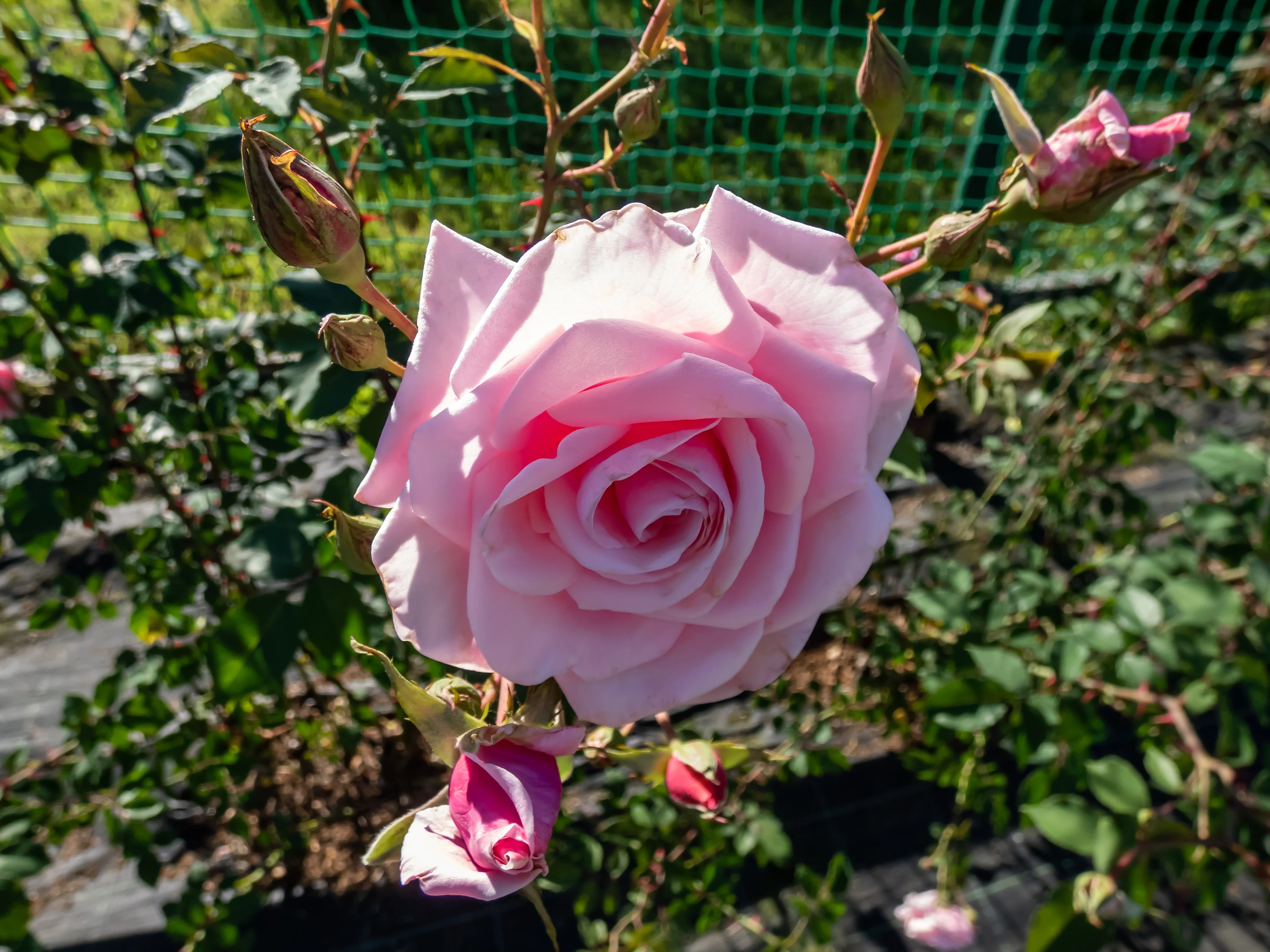 Miniatyrbild 4