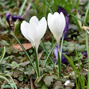 Miniatyrbild 3
