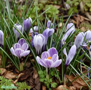 Miniatyrbild 3