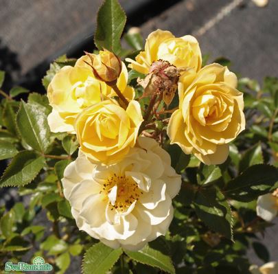 Miniatyrbild 1
