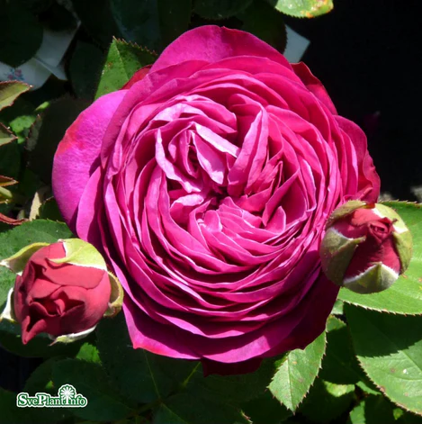 Miniatyrbild 1