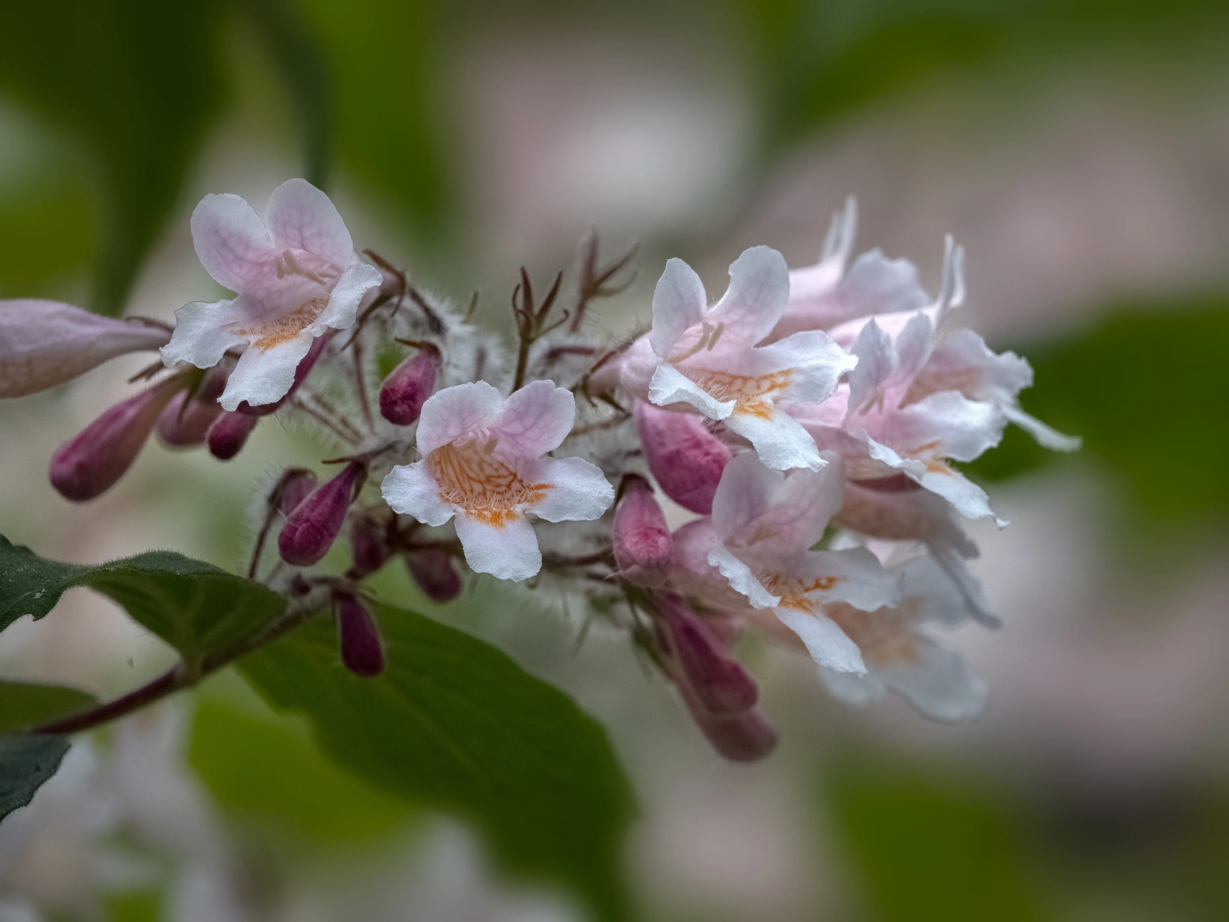 Miniatyrbild 5