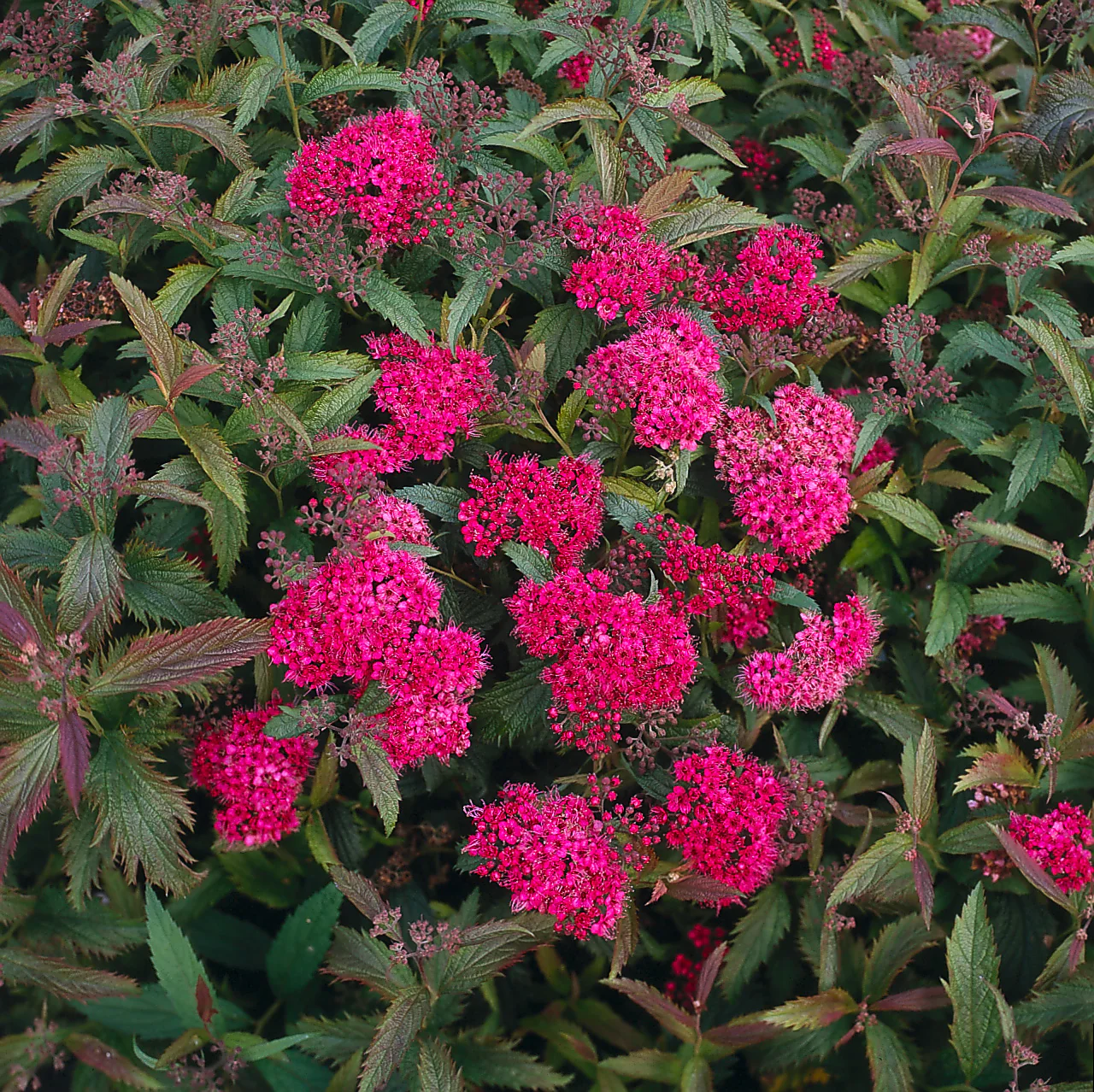 Miniatyrbild 2