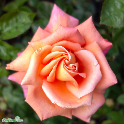 Miniatyrbild 1