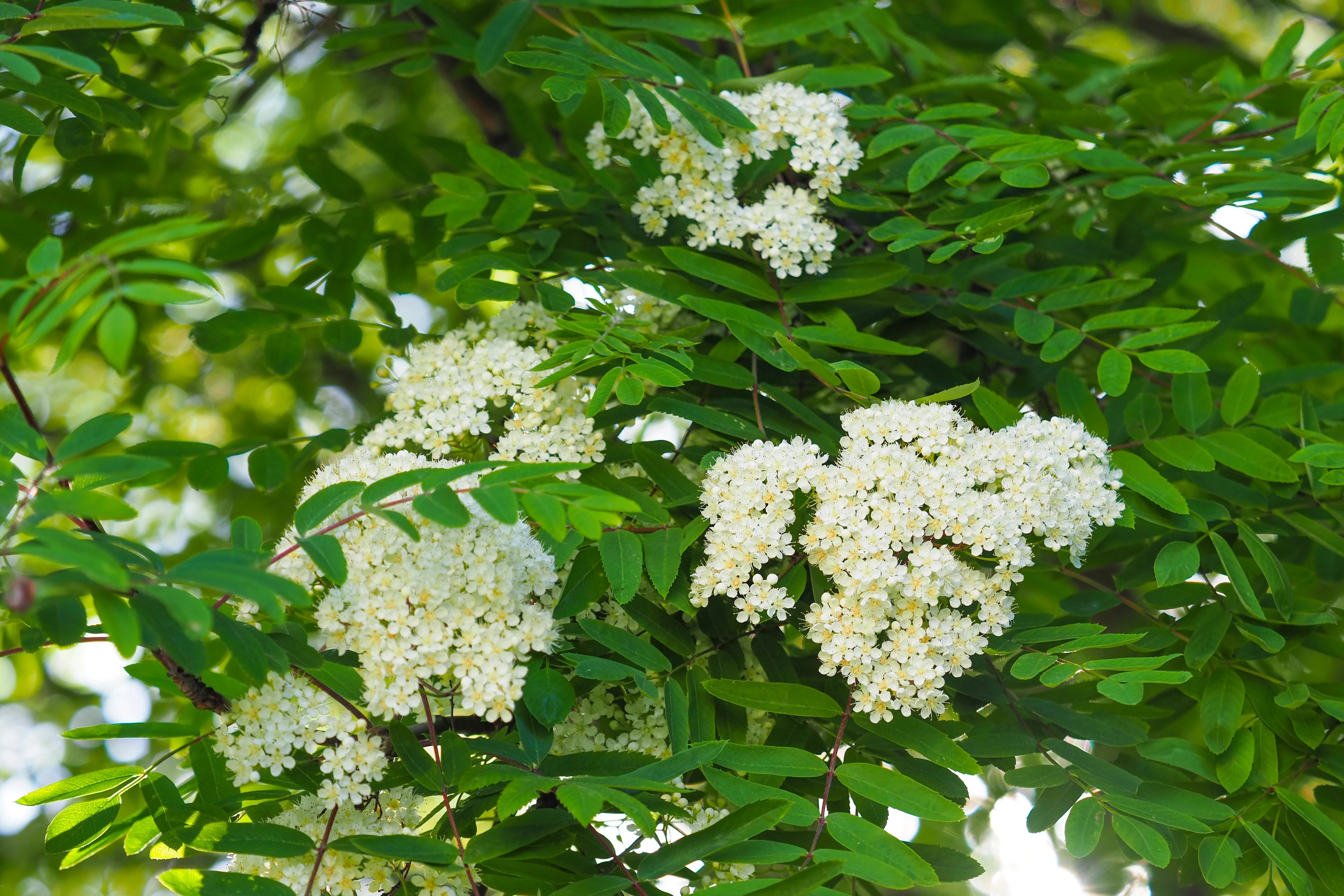 Miniatyrbild 5