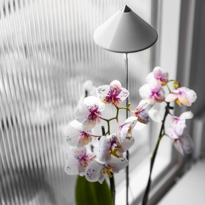 Miniatyrbild 1