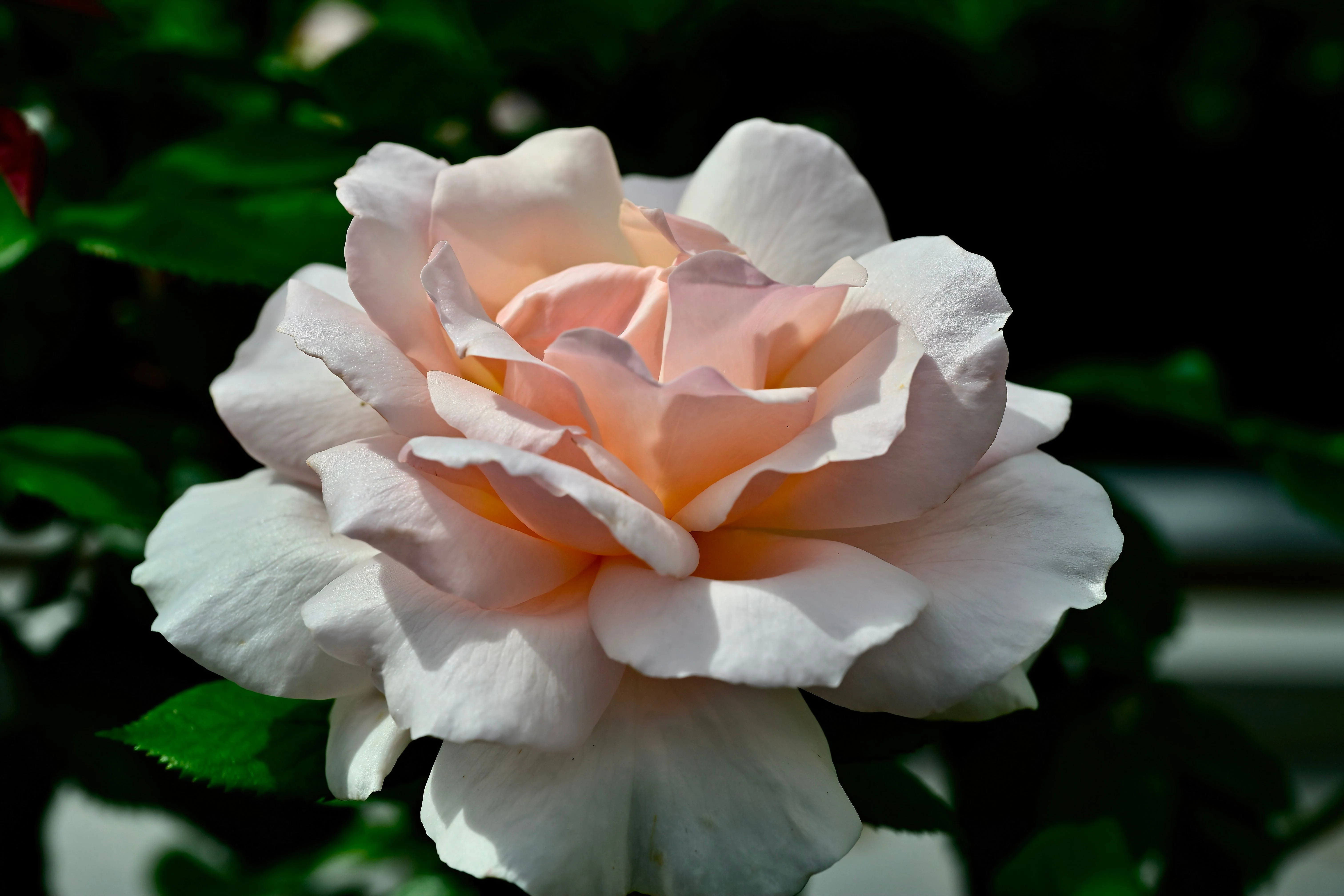 Miniatyrbild 4