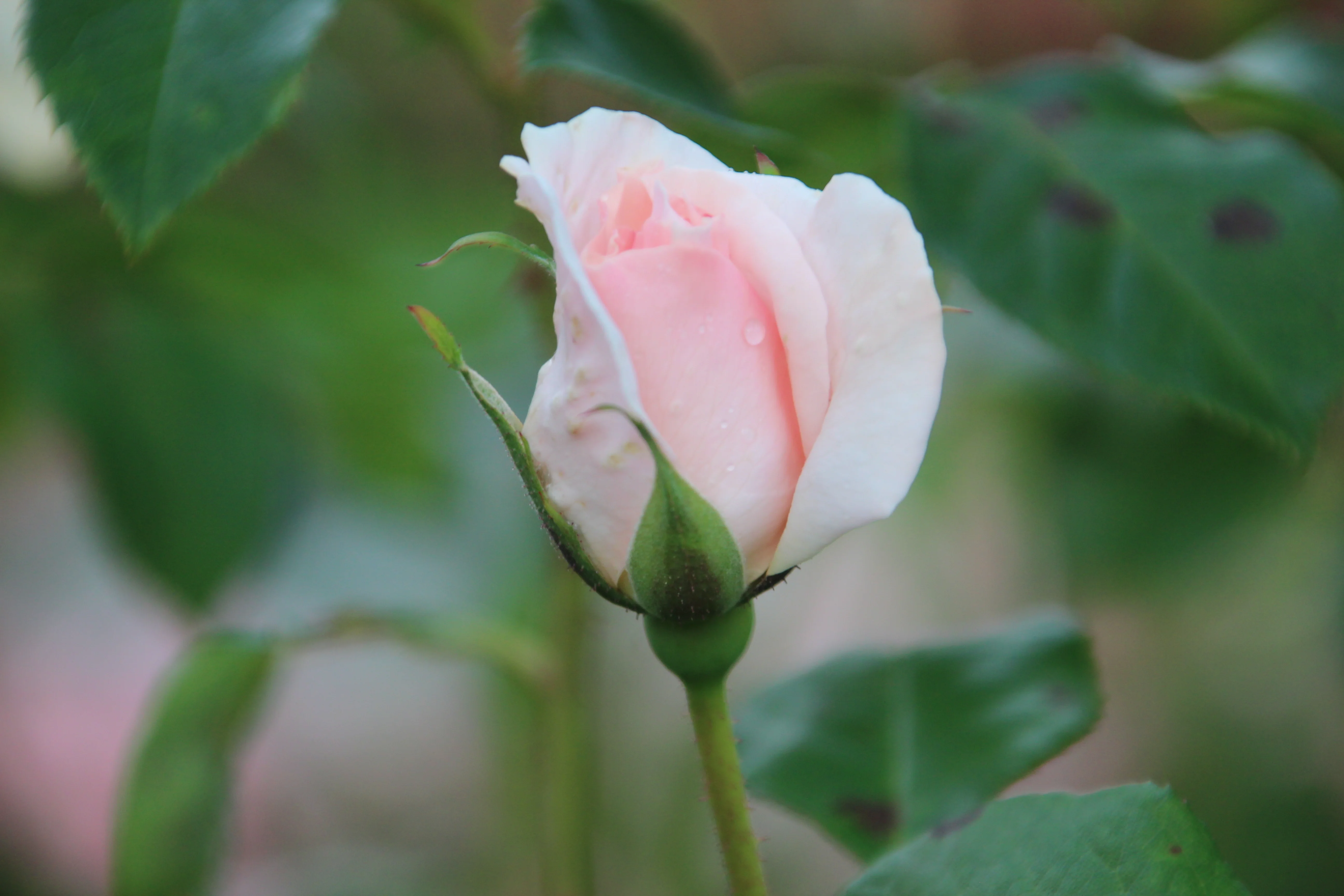 Miniatyrbild 5