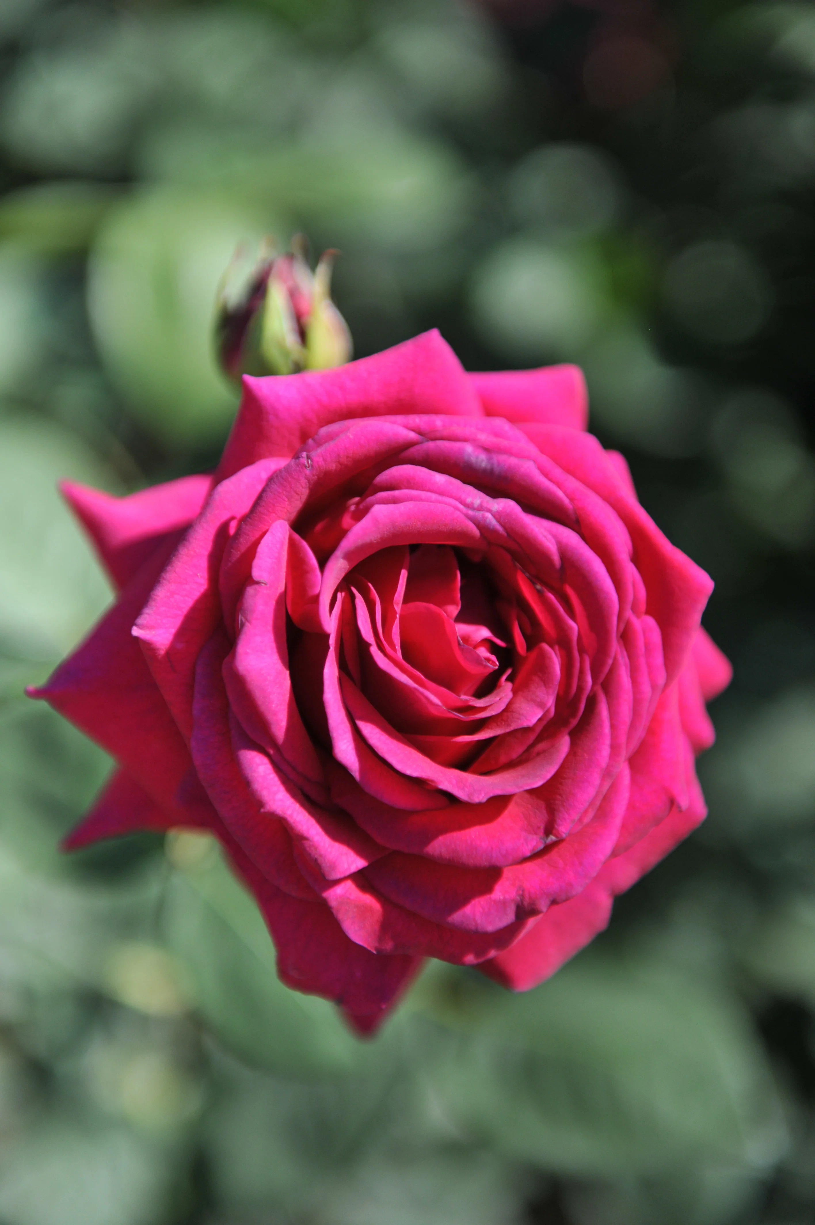 Miniatyrbild 5