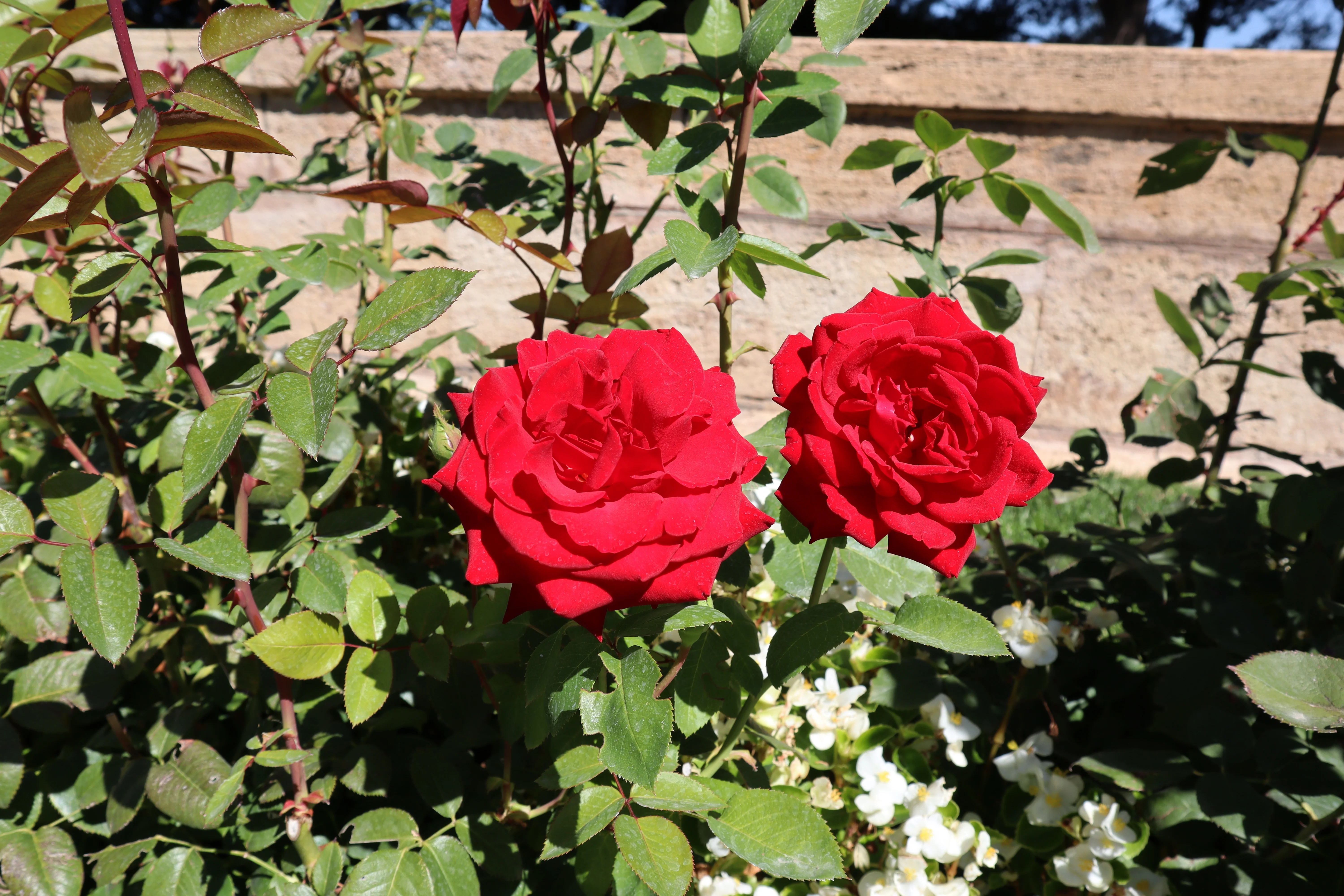 Miniatyrbild 4