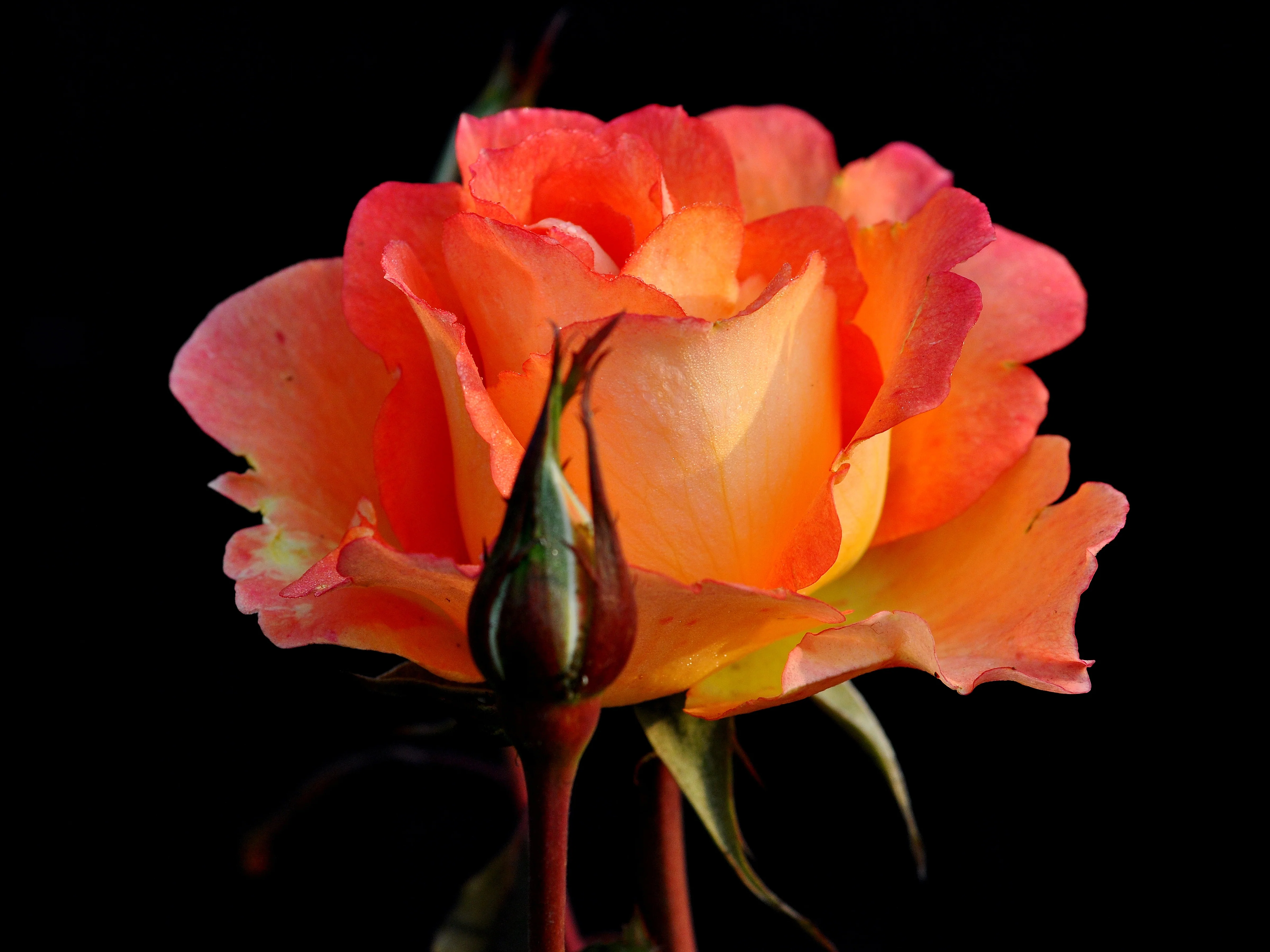 Miniatyrbild 3