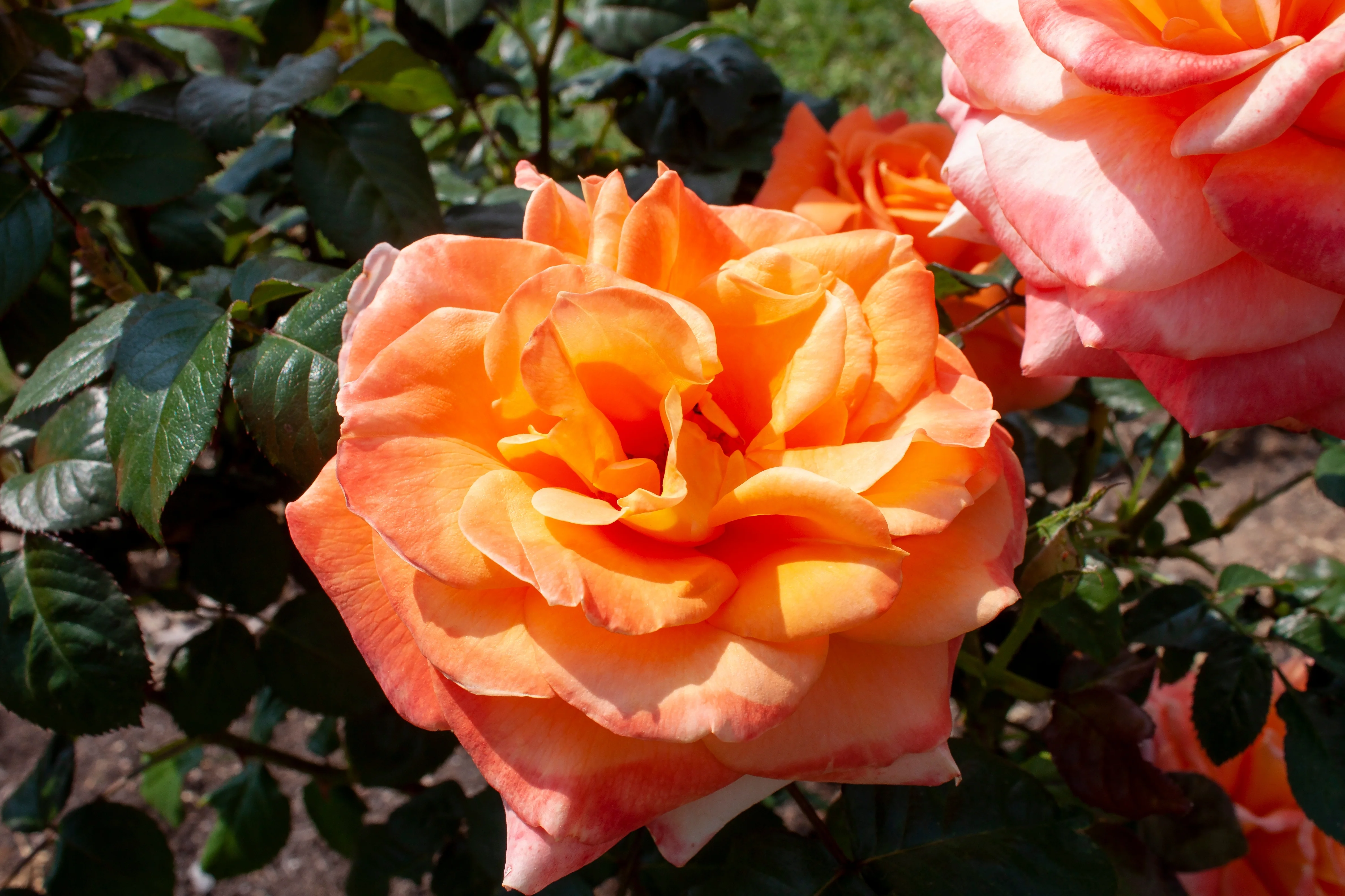 Miniatyrbild 4