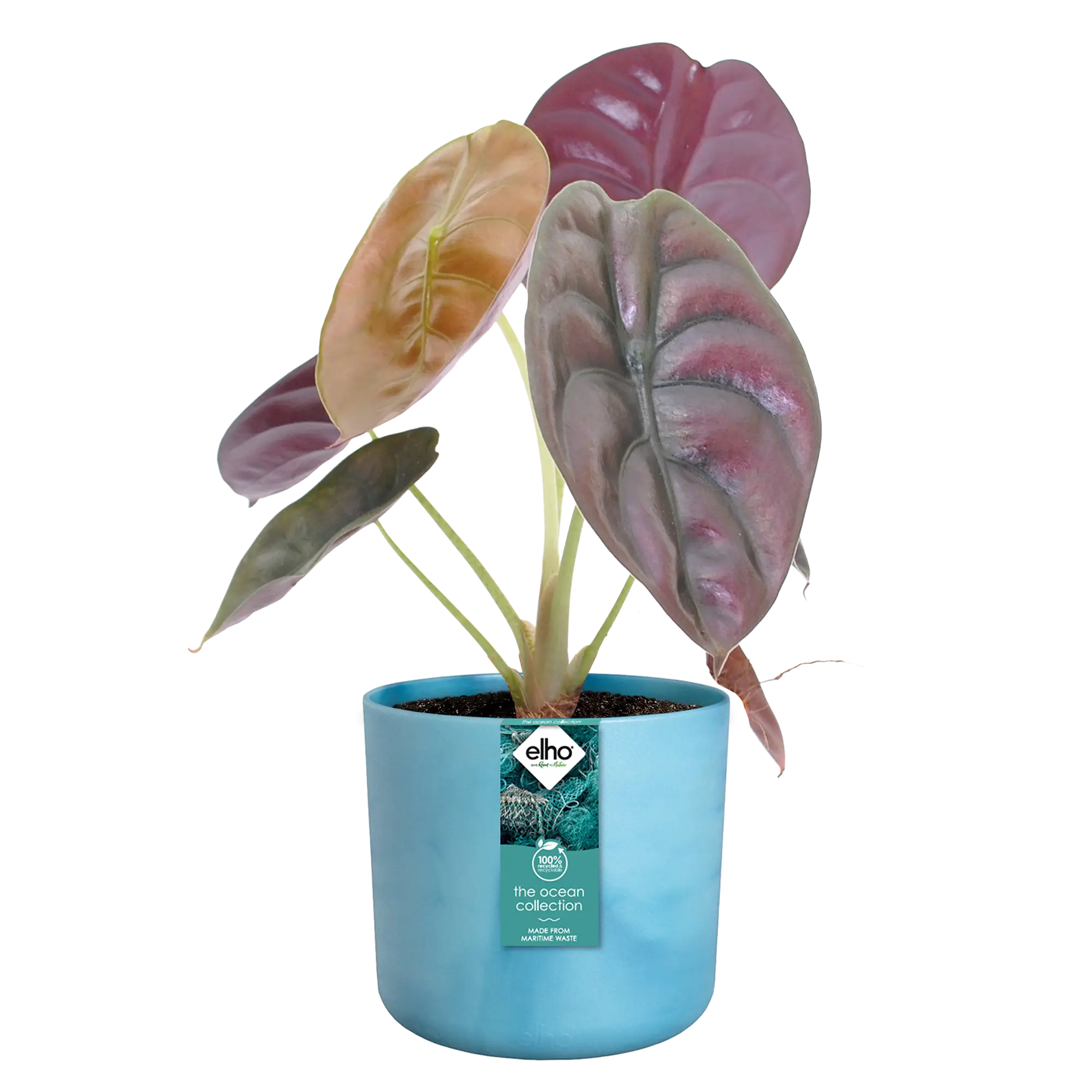 Miniatyrbild 4