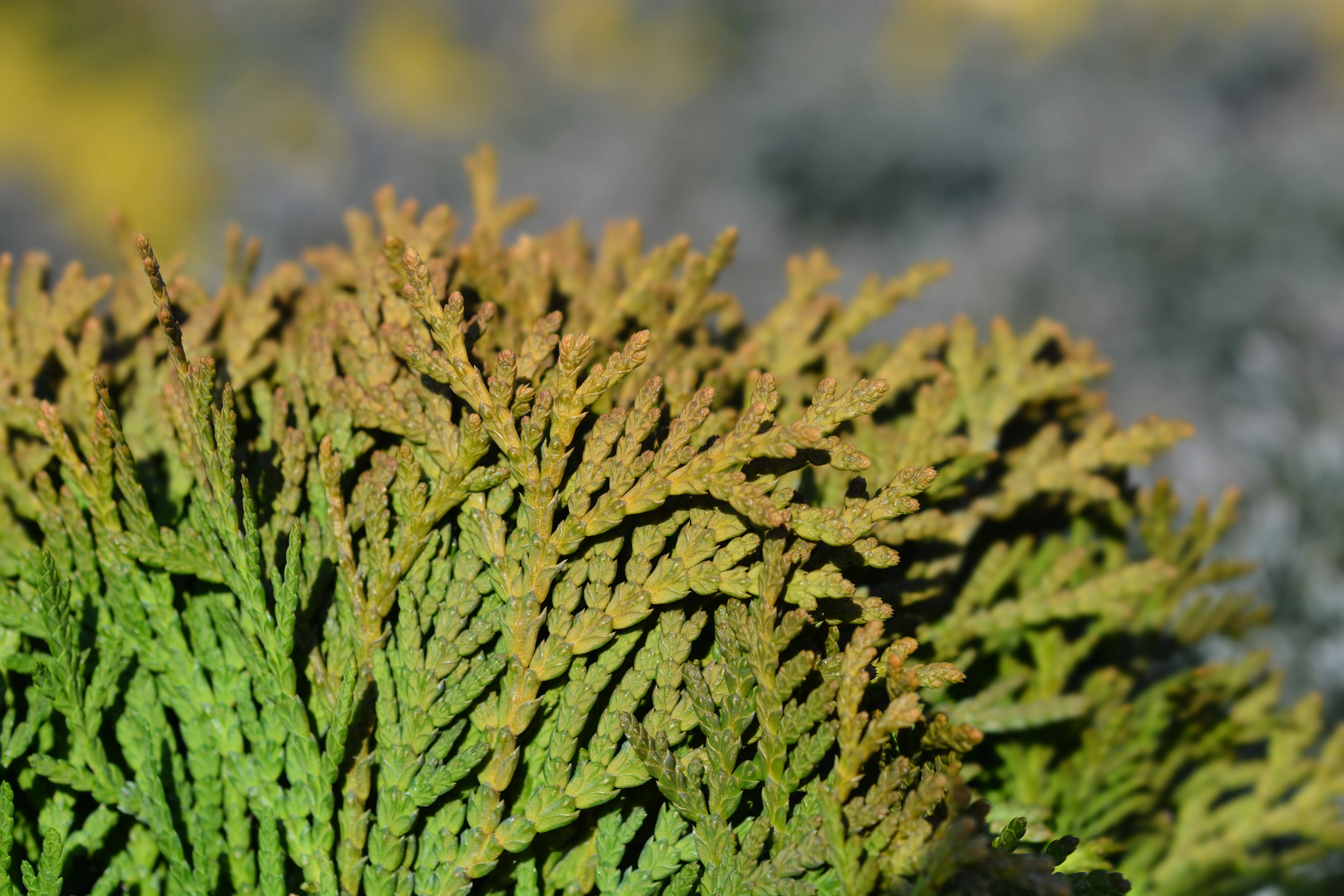 Miniatyrbild 5