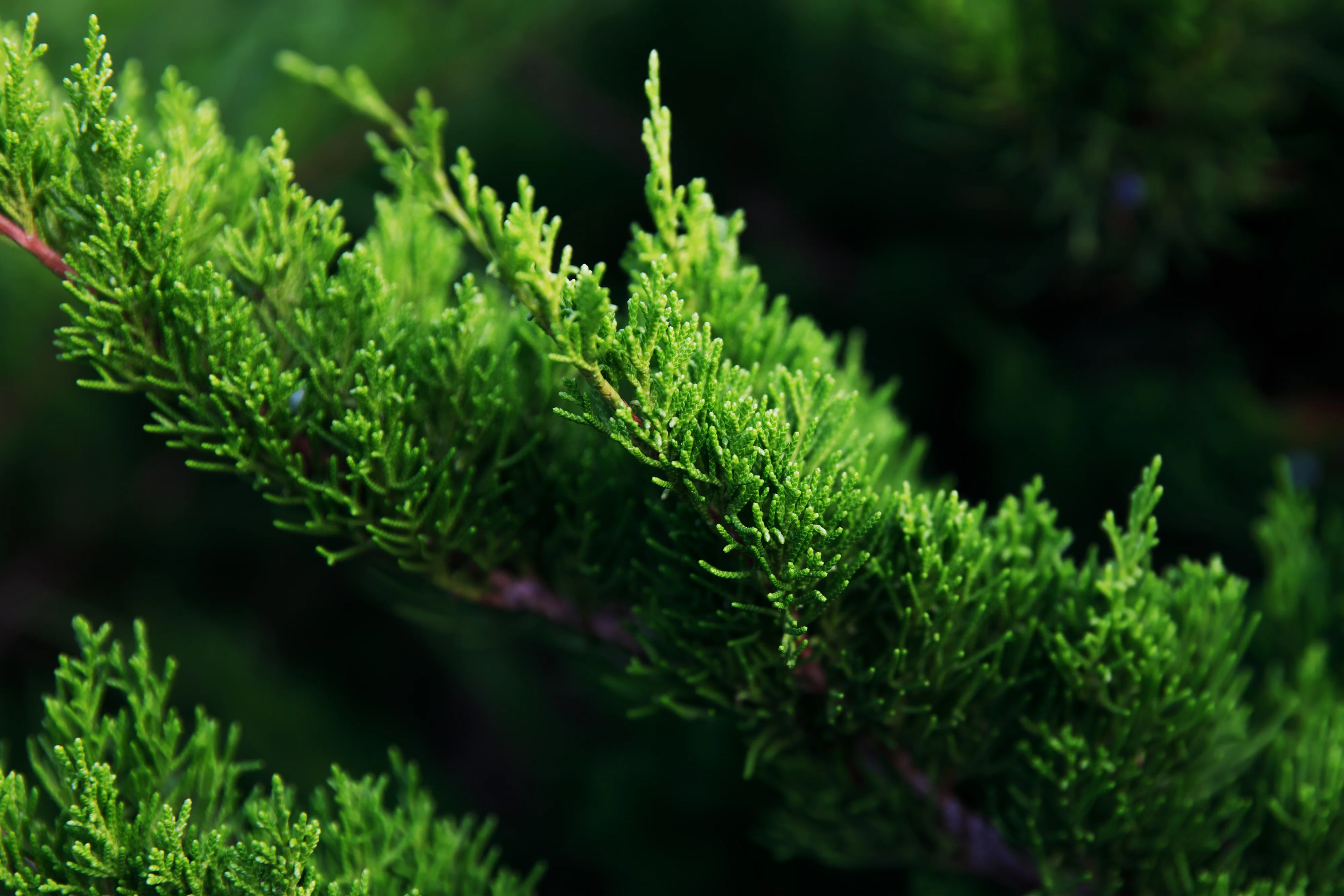 Miniatyrbild 5
