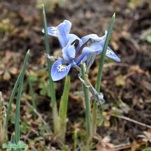 Miniatyrbild 3