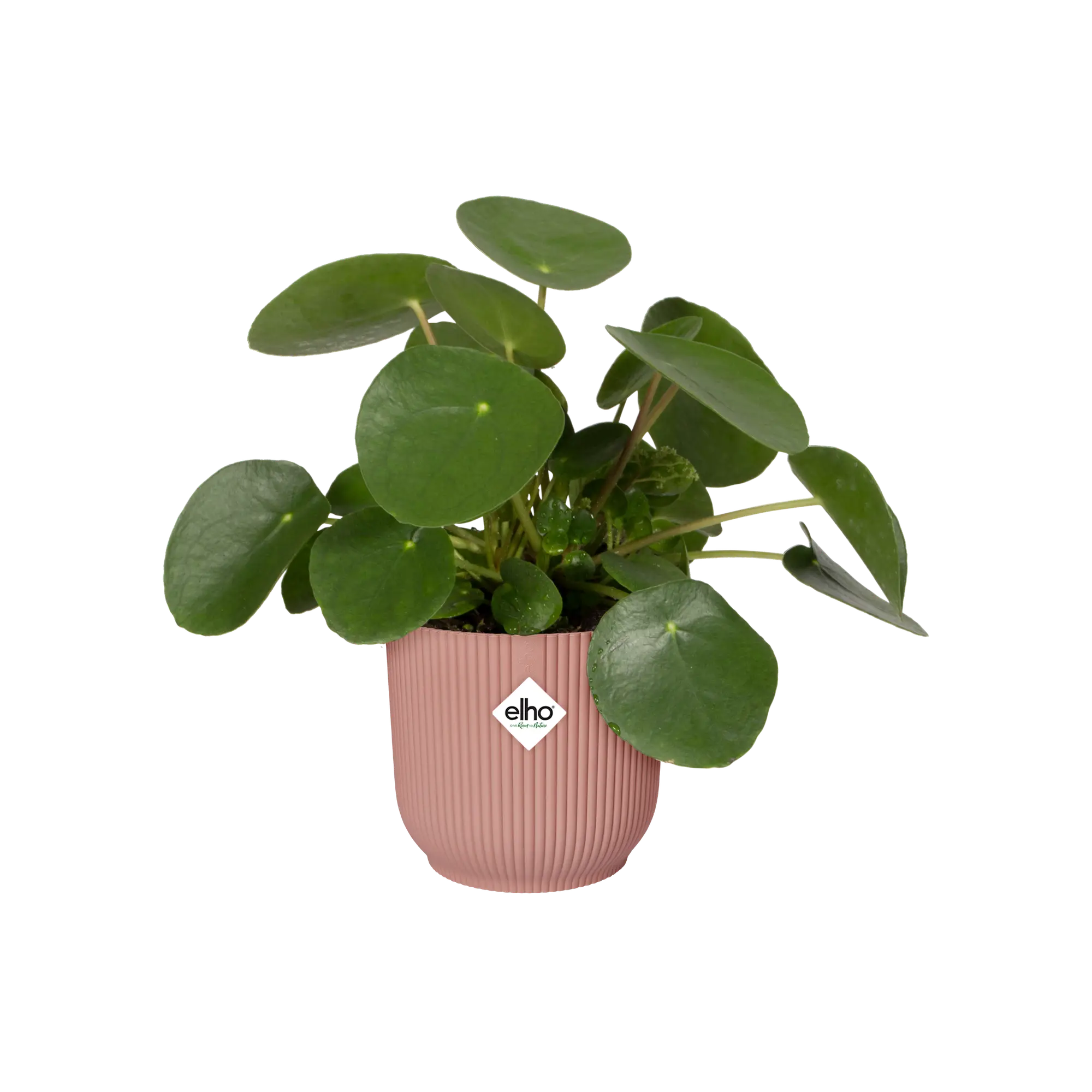 Miniatyrbild 6