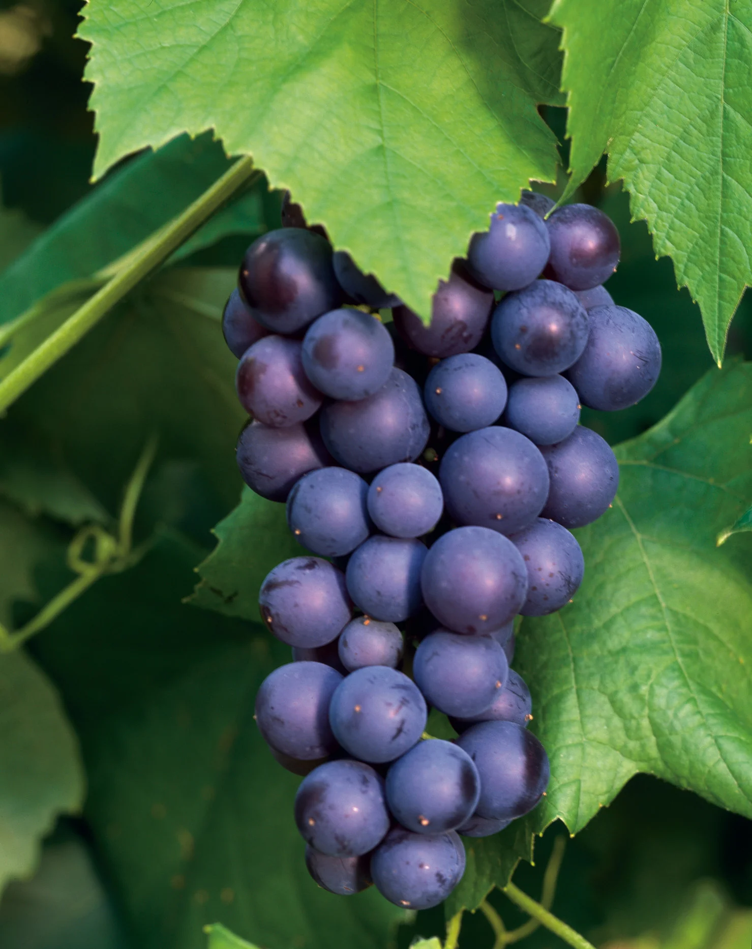 Miniatyrbild 2